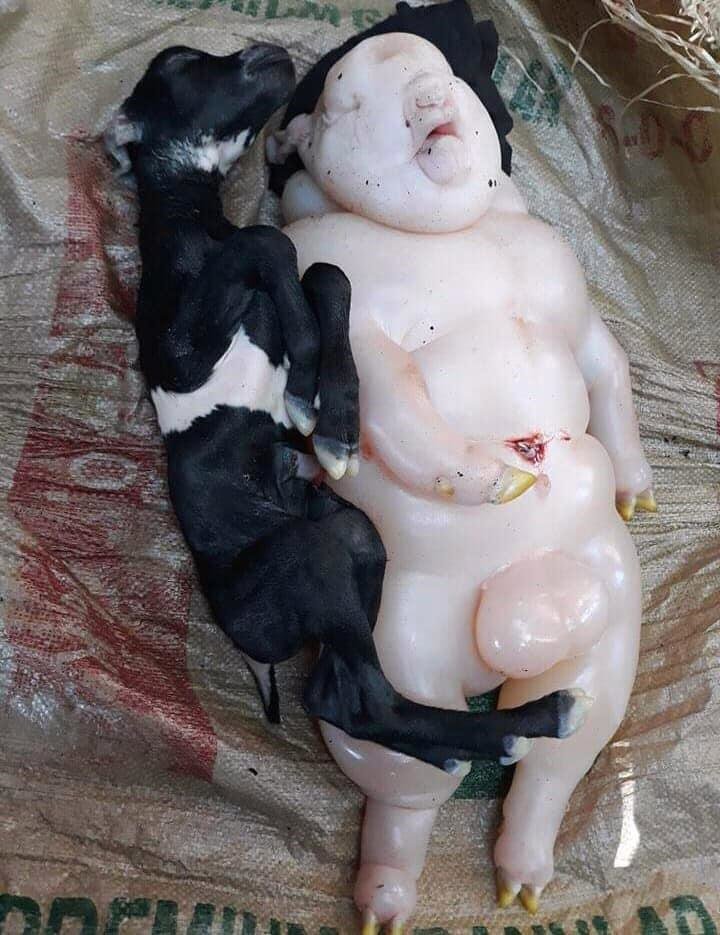 Goat gives birth to strange creature