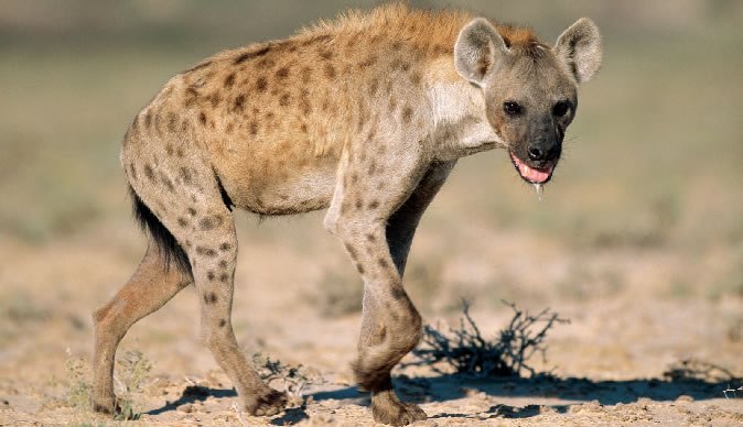 Boy Mauled By Hyena During All-Night Prayer Set For Facial Reconstruction Surgery In SA     