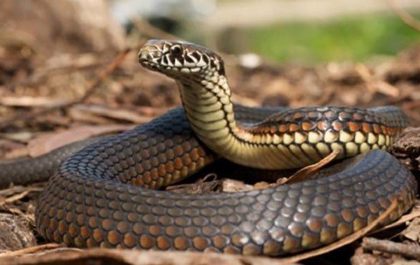 Chaos As Huge Snake Is Found Under A Patients Bed-iHarare