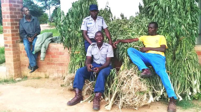 Rusape Man Found With 'Jungle of Mbanje 