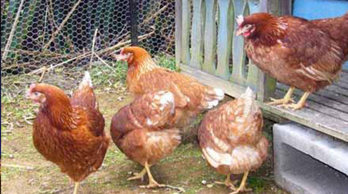 Great Zimbabwe University Pro-Vice-Chancellor Accused Of Stealing 150 Road-Runner Chickens From A Janitor-iHarare
