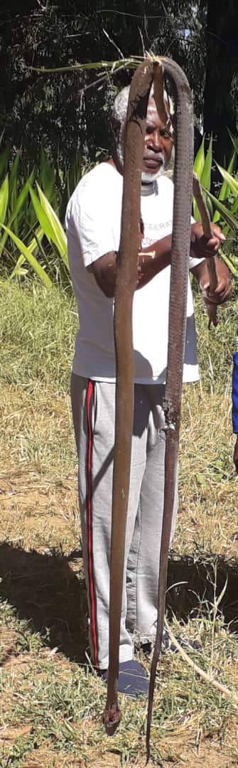Masvingo Businessman Discovers Black Mamba In His House: PIC