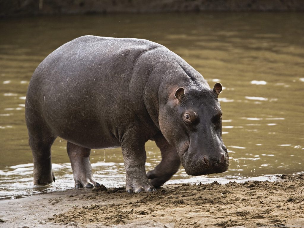 Tragedy As Stray Hippo Kills Gwanda Man