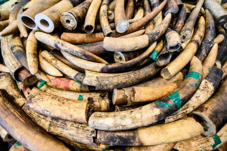 Four Men Nabbed For Possessing 73kg Of Ivory