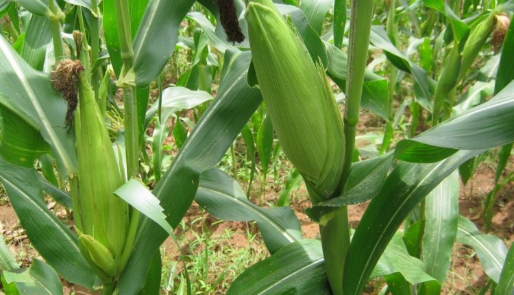 Council Plans To Slash Maize On Undesignated Land