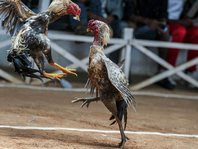 Indian Man Killed By Own Cock In Freak Accident