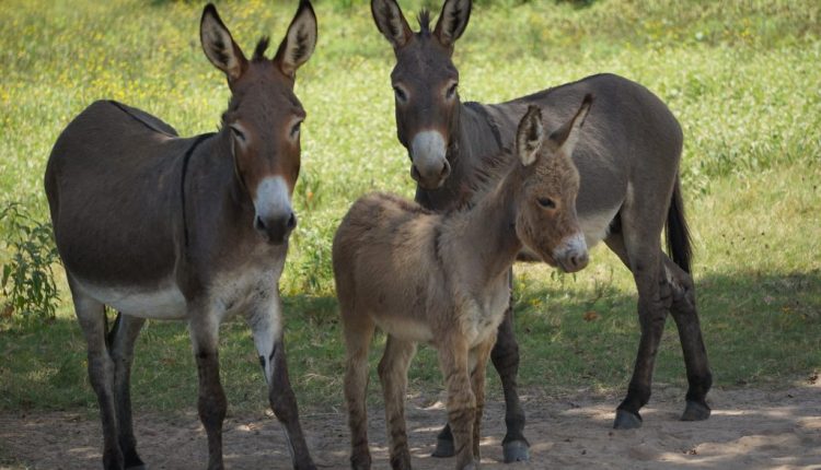 Tragedy As Father And Son Are killed Over Three Stolen Donkeys