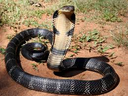 Shocker As Another 'Big' Snake Visits Mvuma Hospital 
