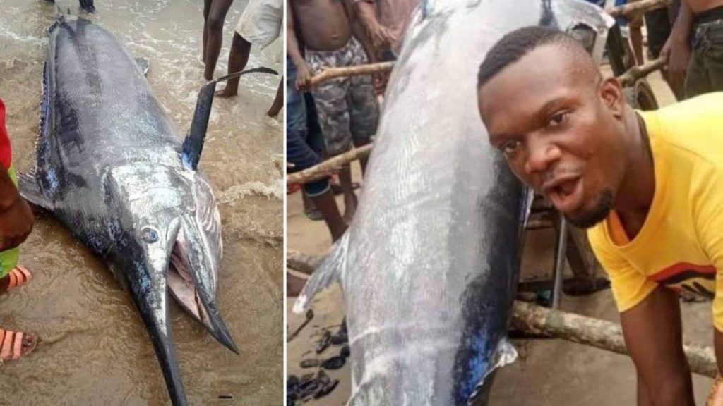 Nigerian Man Captures Blue Marlin Fish Worth $2.6m, Eats It With Fellow Villagers