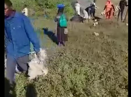 Manna From Heaven As Residents Scramble For Chickens Found Wondering In Bush