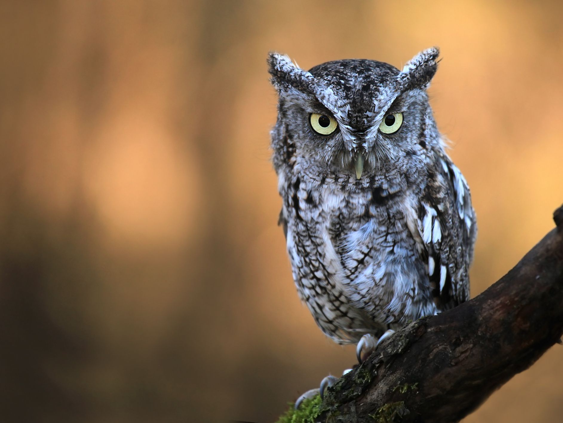 Witchcraft Scare As Owl Causes Chaos At A Funeral