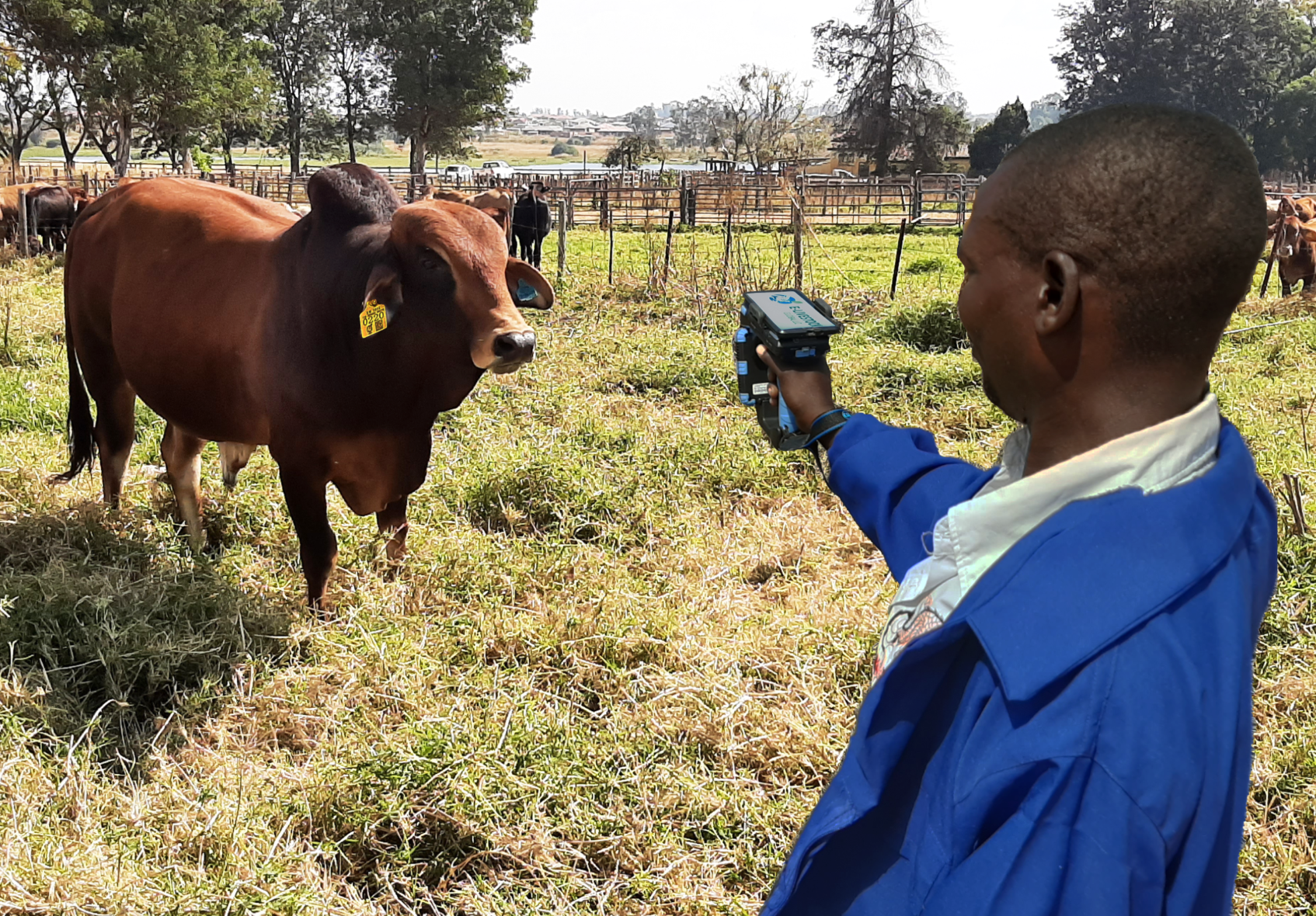 E-Livestock Global Launch Mastercard Blockchain-Based Solution to Bring Visibility to the Cattle Industry in Zimbabwe