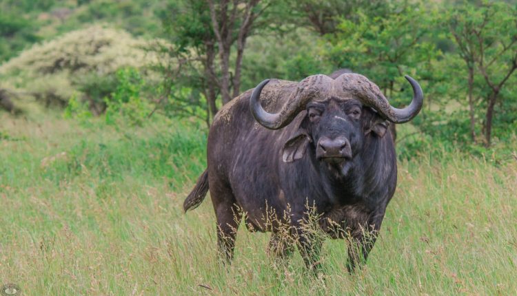 Woman Attacked By Buffalo While Having Quality With Boyfriend