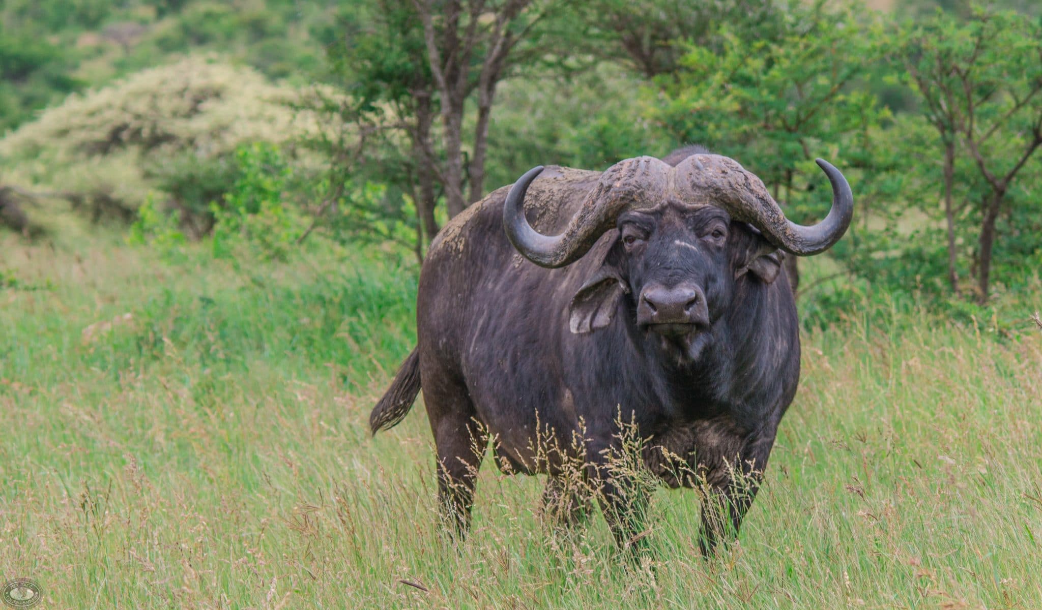 Married Woman Attacked By Buffalo While Having Quality With Boyfriend