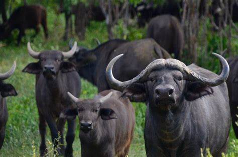 Three Farmers Arrested After Their "Drunk" Buffaloes Expose Hidden Stash Of IIIicit Alcohol-iHarare