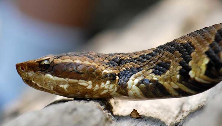 We Keep Snakes In Our Home-Woman Speaks As Bulawayo Faith Healer's "Pet" Causes Uproar