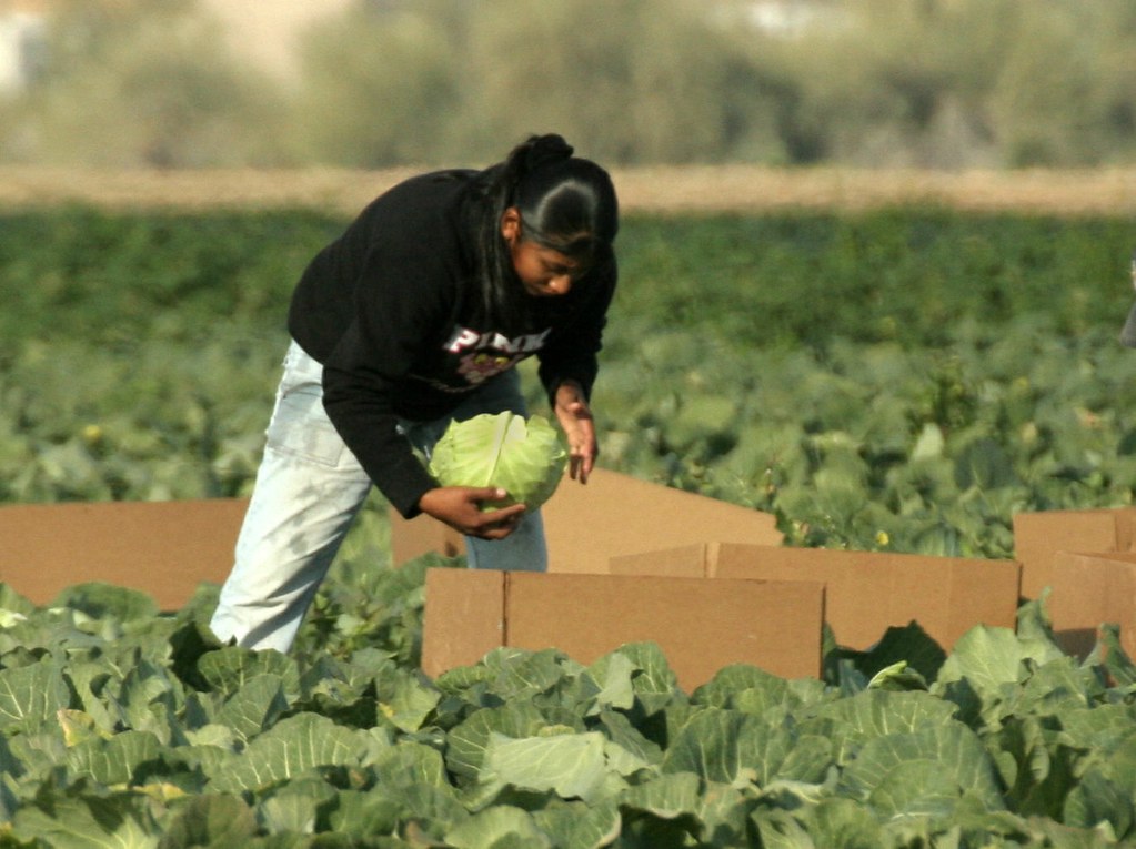 UK Offers Cabbage, Broccoli Pickers US$84,000 Salary As Brexit Results In Massive Staff Shortages