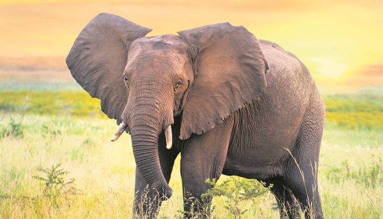 'Slaughter Excess Elephants To Feed Starving Zimbabweans' - Legislator Urges Gvt