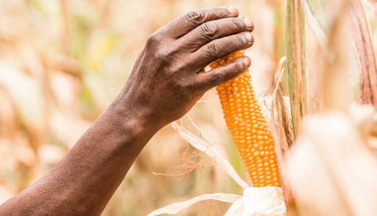 The Right to food is important to acknowledge in Zimbabwe