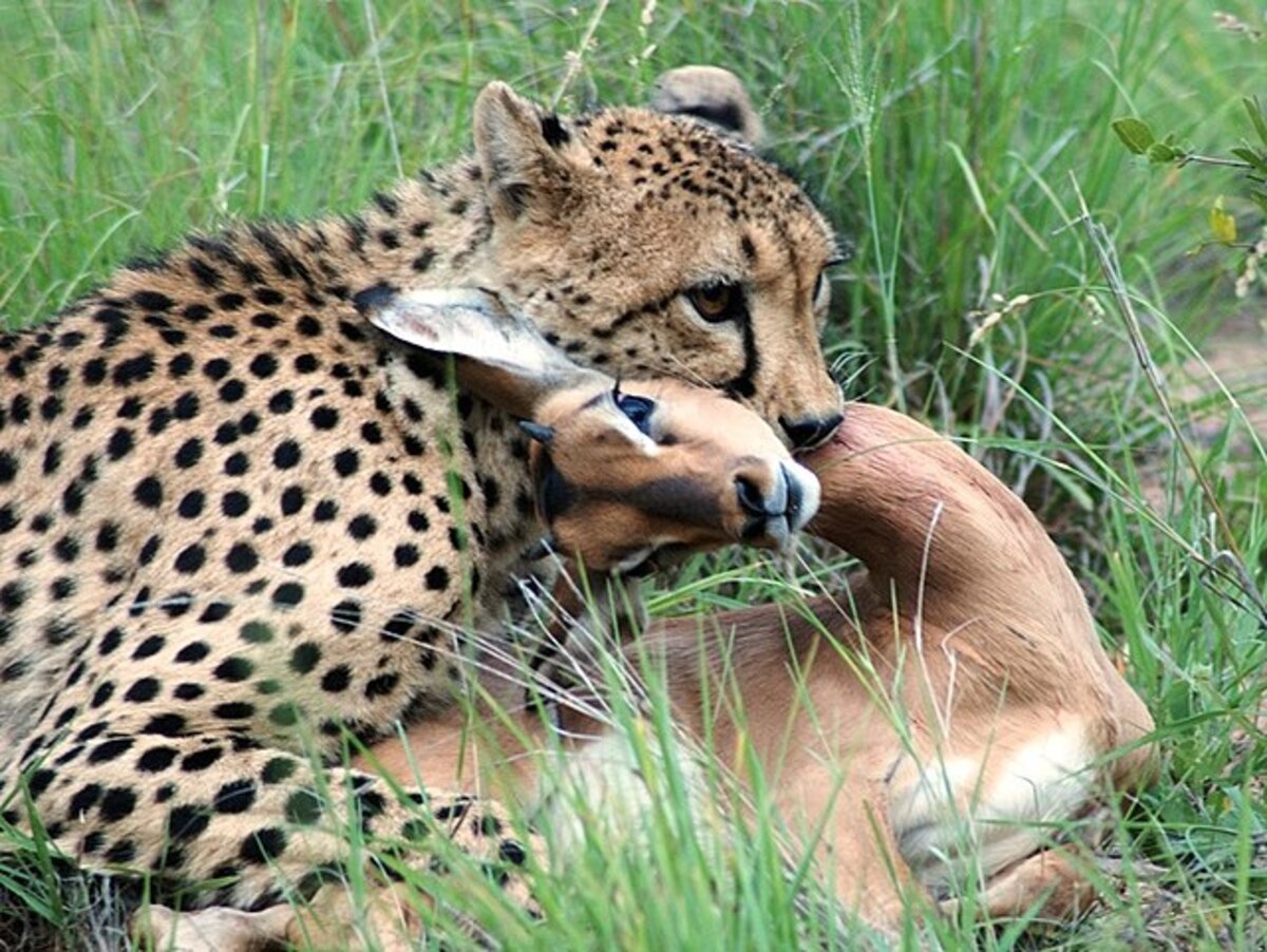 Lion Encounters Cheetahs