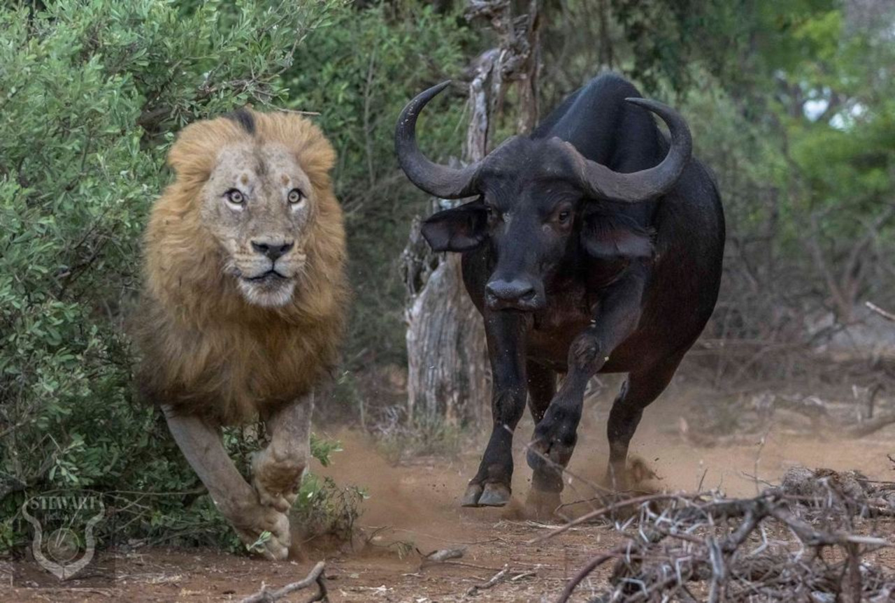 Brave Buffalo's Bloody Fight With Fierce Male Lion Ends With Surprising Twist