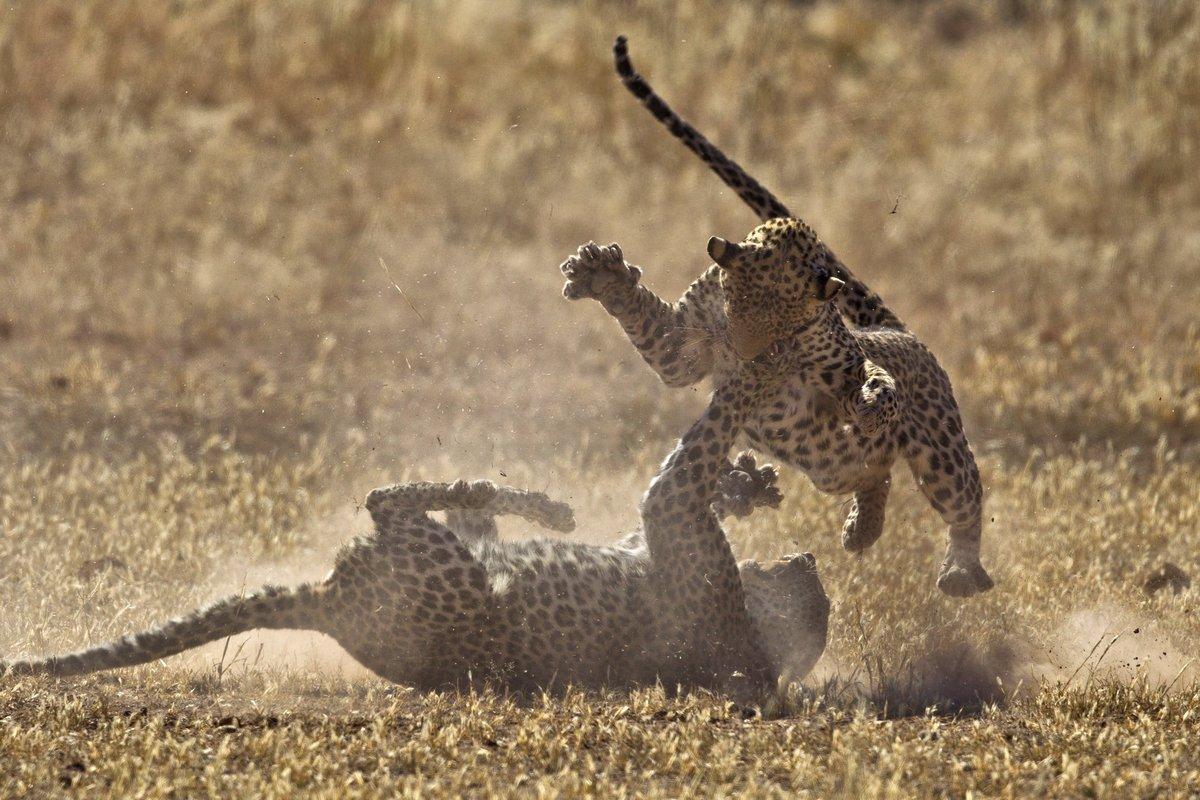 Two Massive Leopards Battle It Out For A Hunting Spot