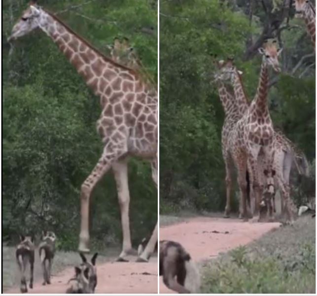 Stand-Off Between Wild Dogs And Giraffes Leaves Everyone In Stitches