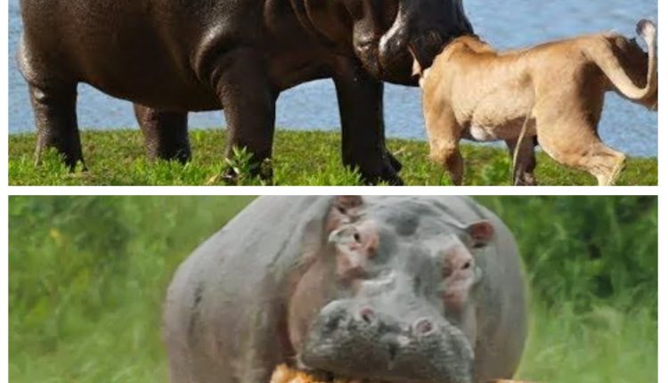 Daring Hippo Faces Off With Three Lions