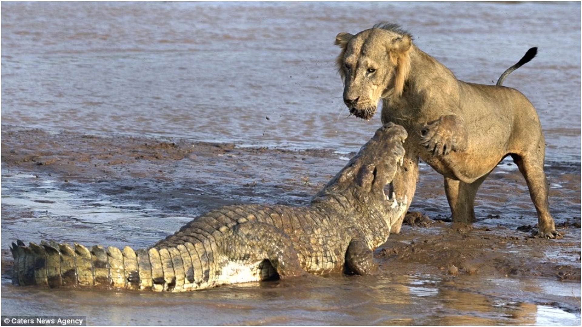 Watch: Incredible Moment As A Female Lion Escapes Being Mulled By Over Crocodiles