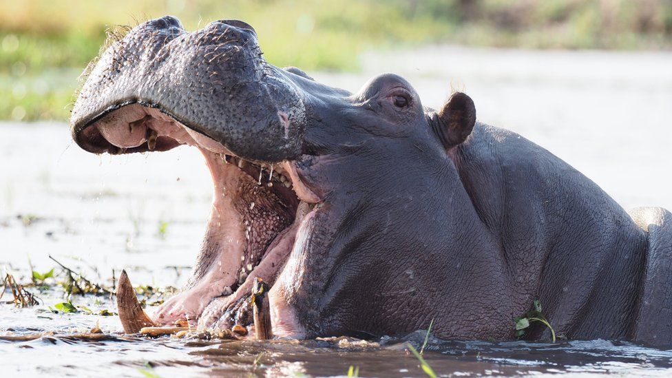 3 Male Lions Cross Into Hippo’s Territory & Regret It Immediately, Barely Escape With Lives