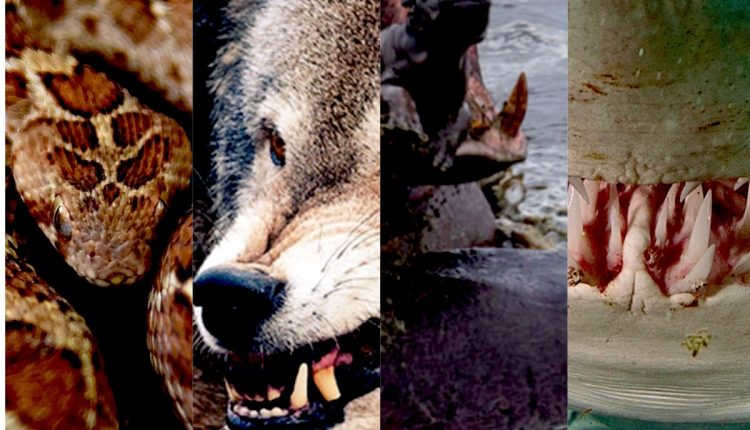 10 deadliest animals