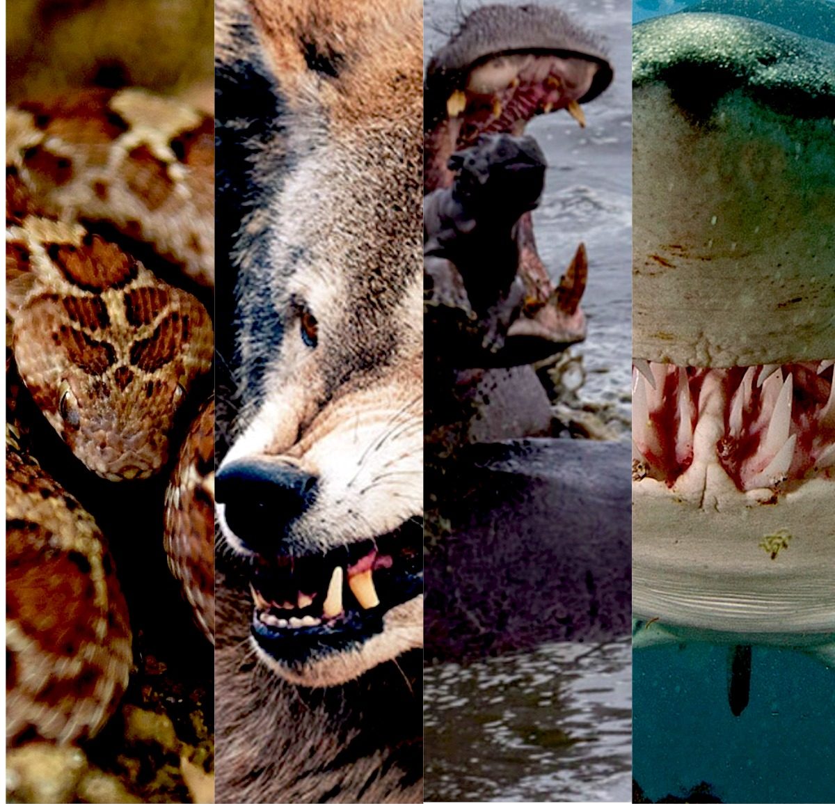 Here Are The 10 Deadliest Animals In The World, Number 1 Caught Me By  Surprise - iHarare News