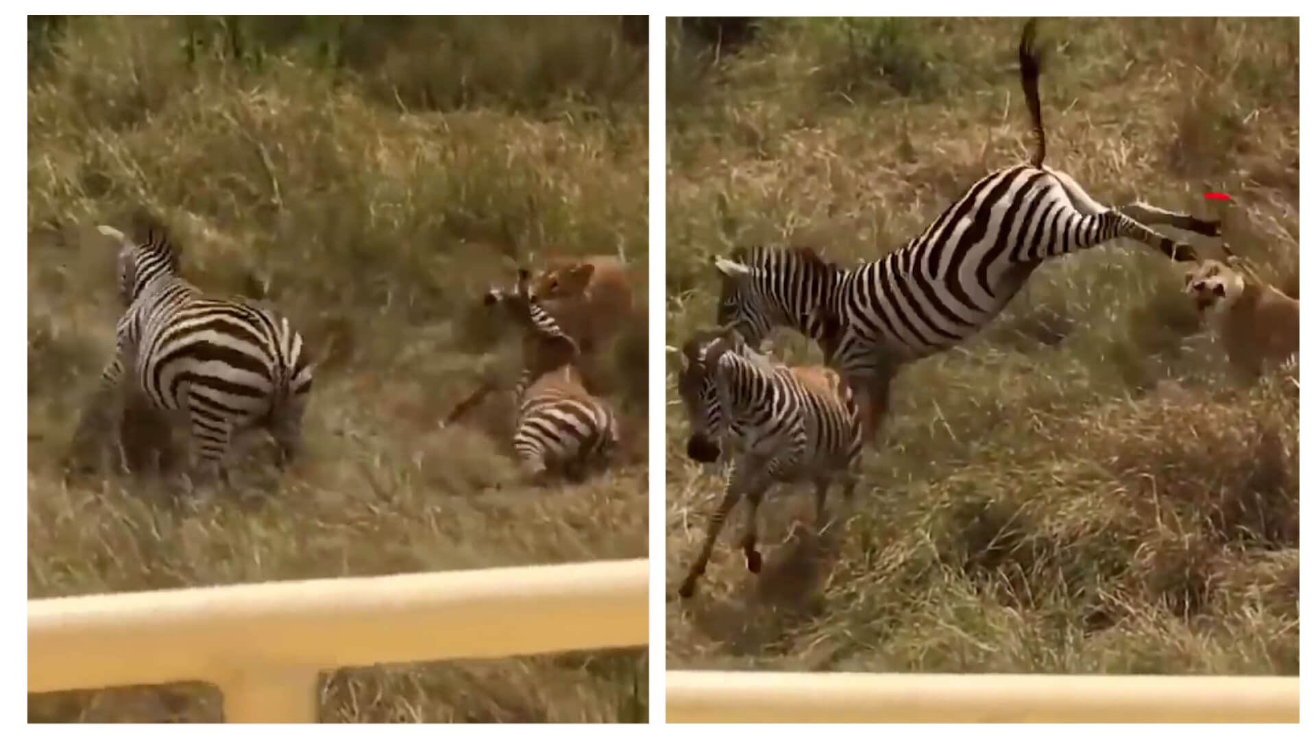 Watch: Courageous Zebra Delivers Powerful Kick To Lion To Save Her Friend From Death