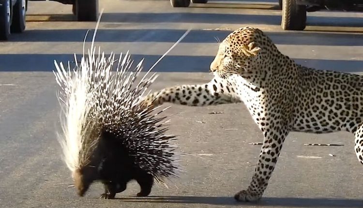 Porcupine And Leopard