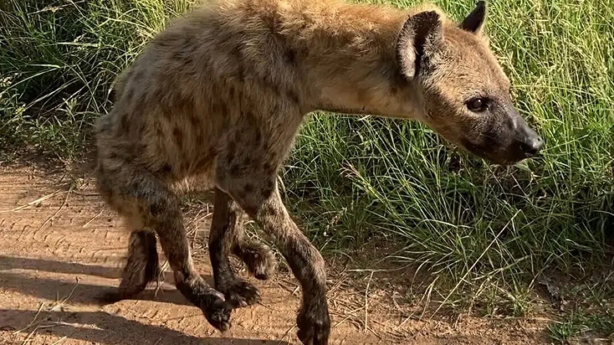 Two Legged Hyena