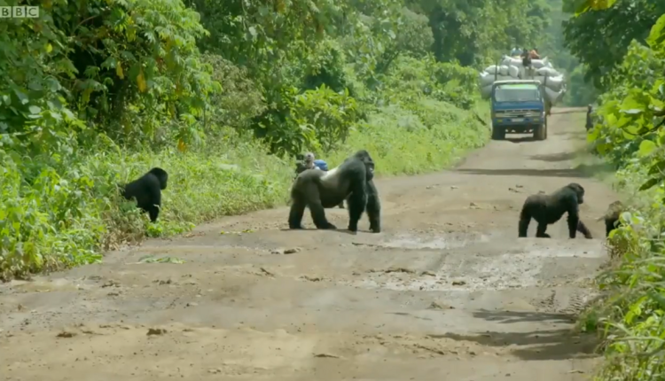 Male Gorilla Blocks Road