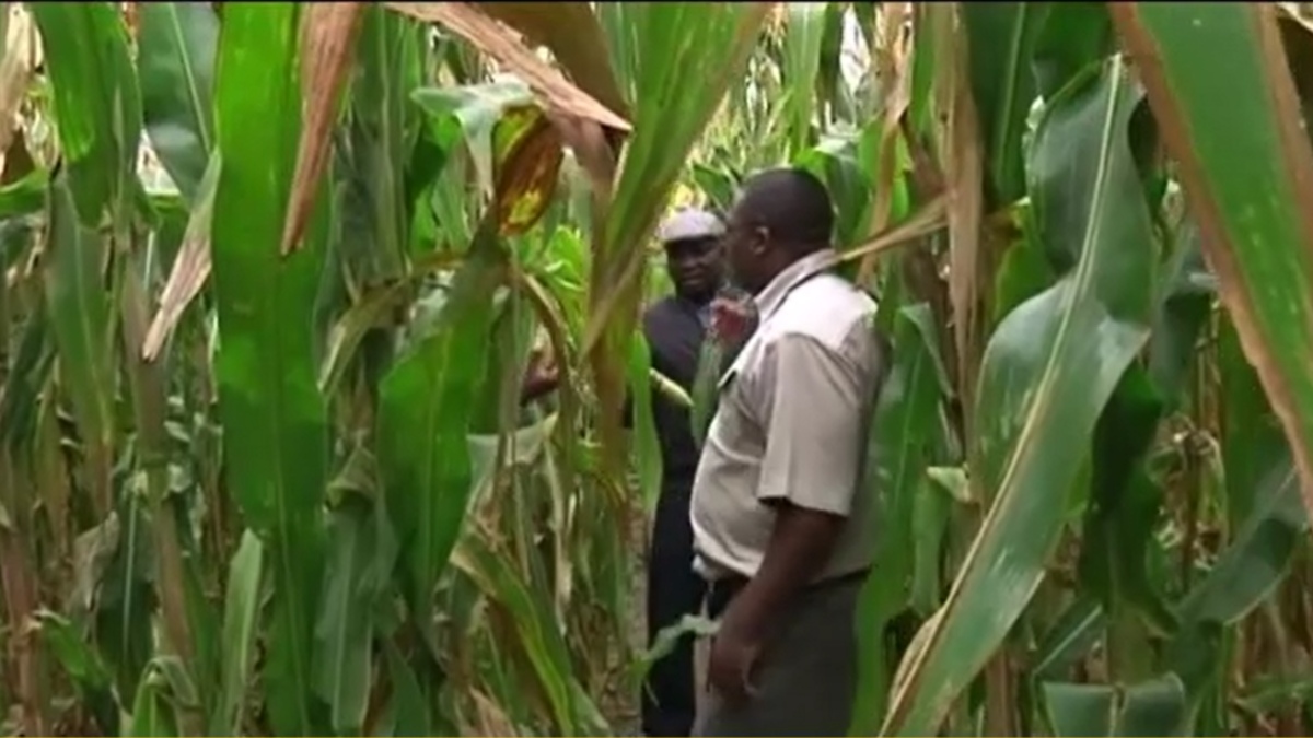 Five SA-Based Zimbabwean Farmers