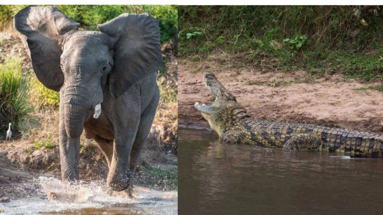 Lucky To Be Alive: Zimbabwean Man Attacked By Crocodile While Trying To Flee Enraged Elephant